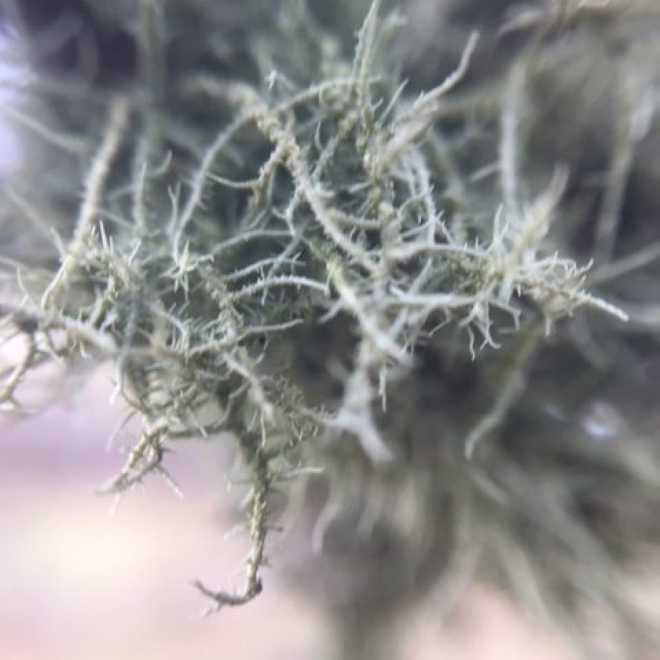 close up of dark green moss. Looks spiky.