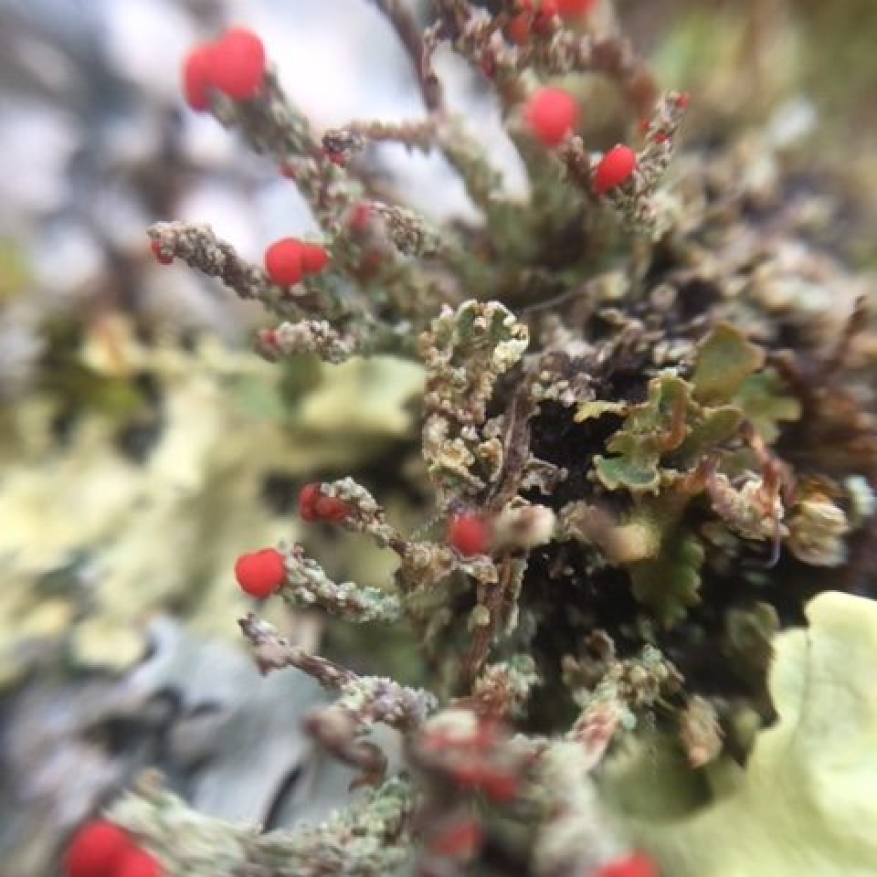 Close up of branch-like moss with red dots at the end of each stick.