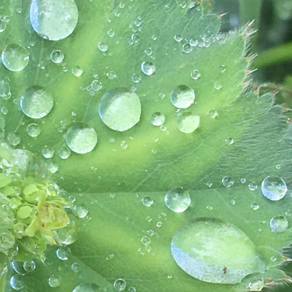 Dew drops are covering a large, light green leaf with a spiky edge