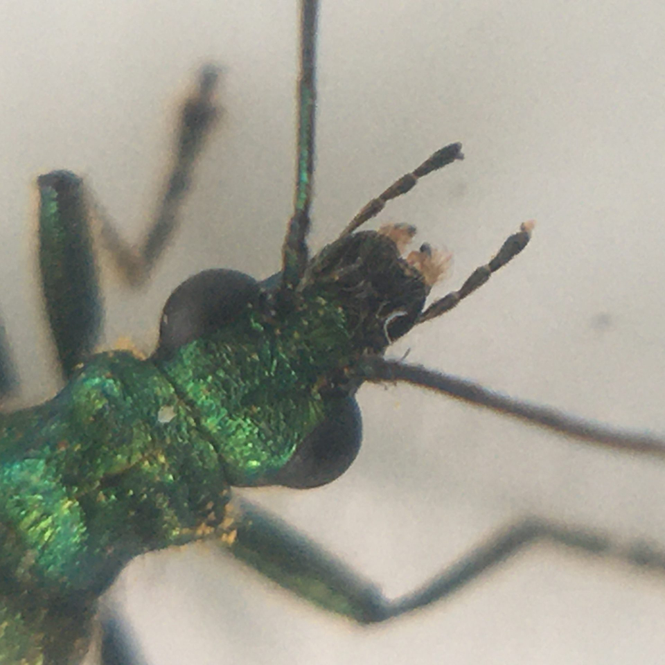 Close up on the head of a false oil beetle. It is metallic green, with big black eyes, a set of feelers at the front and large antennae.