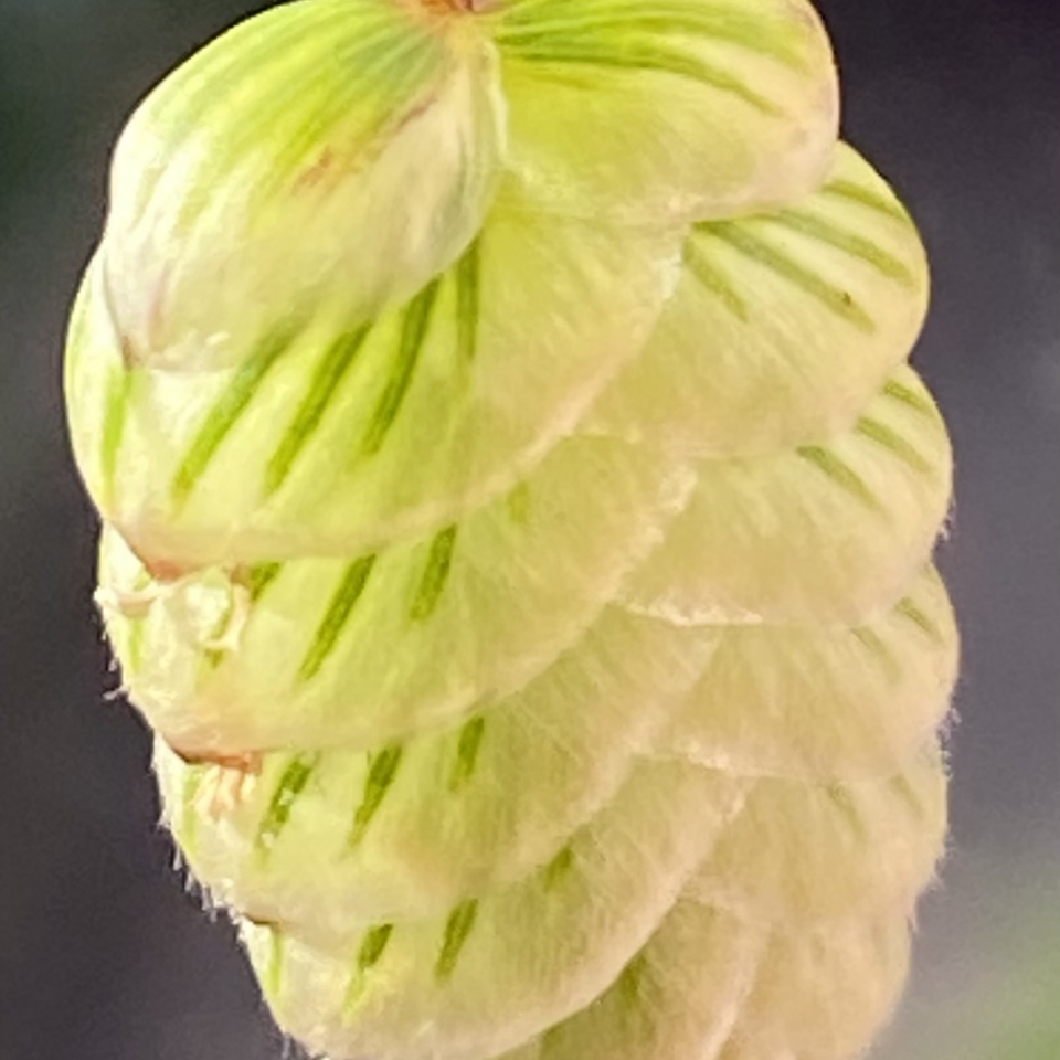 Greater Quaking Grass with overlapping leaves that make it look like an pine cone shape