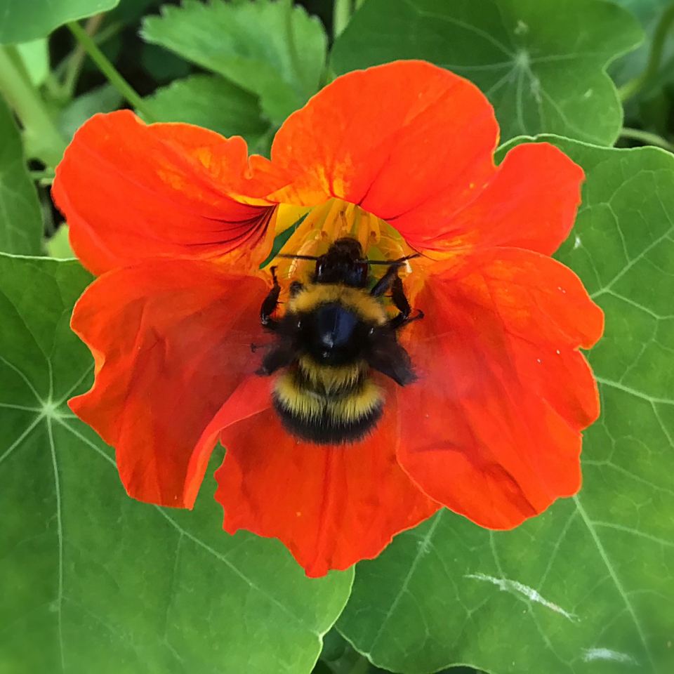 a fluffy bumble bee is in the middle of a red flower