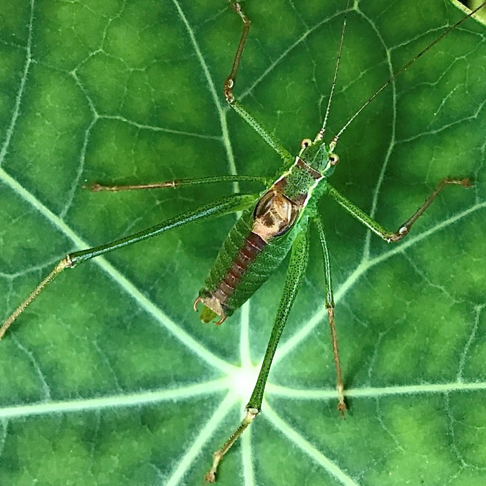 A green cricket is sat in the middle of a green leaf. It has six long legs splayed out.