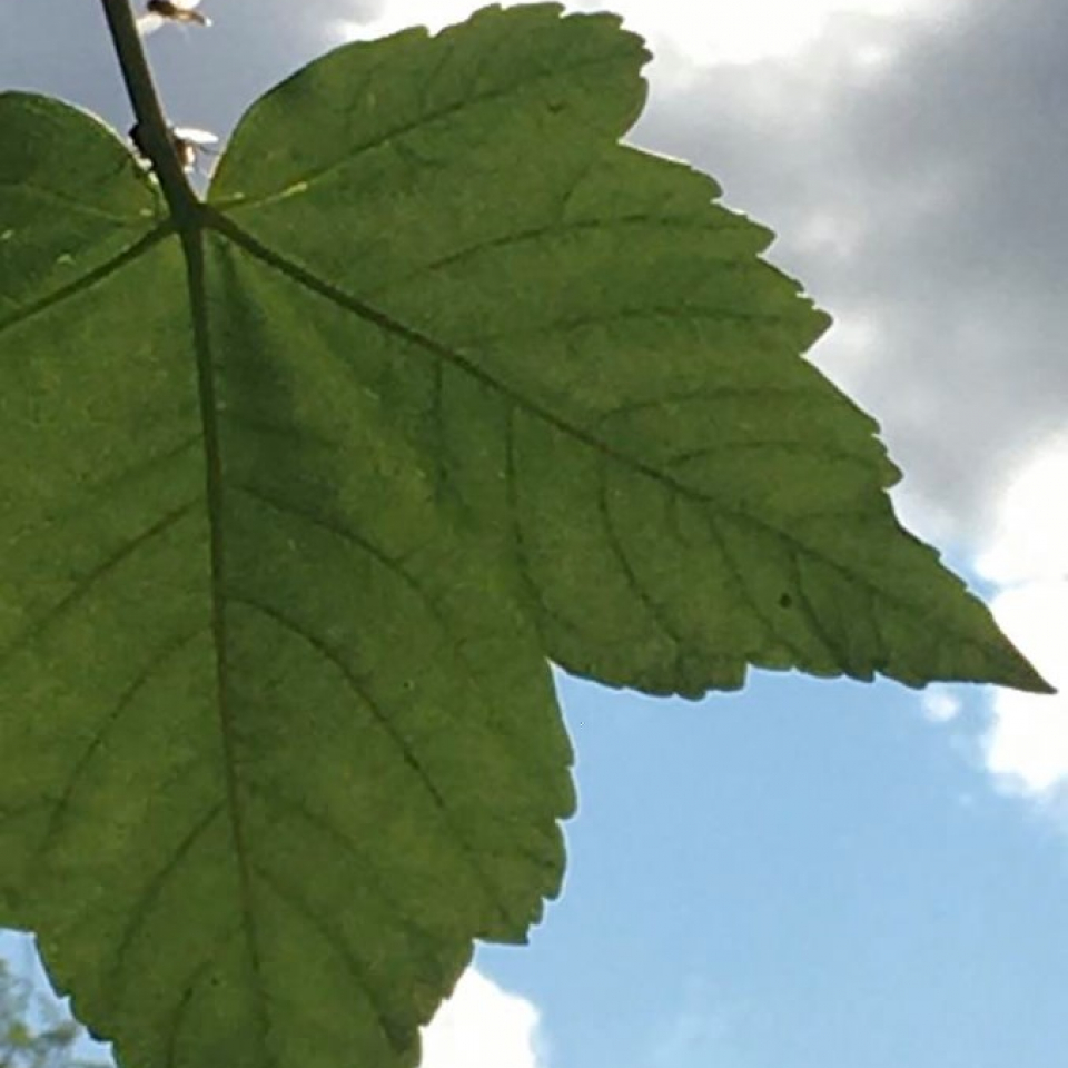 The underside of a leaf, with the camera pointed up towards the blue and cloudy sky.