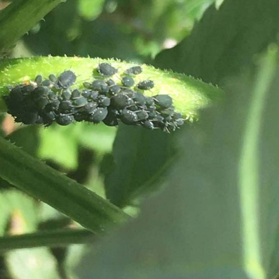 a cluster of little aphids on the stalk of a flower.