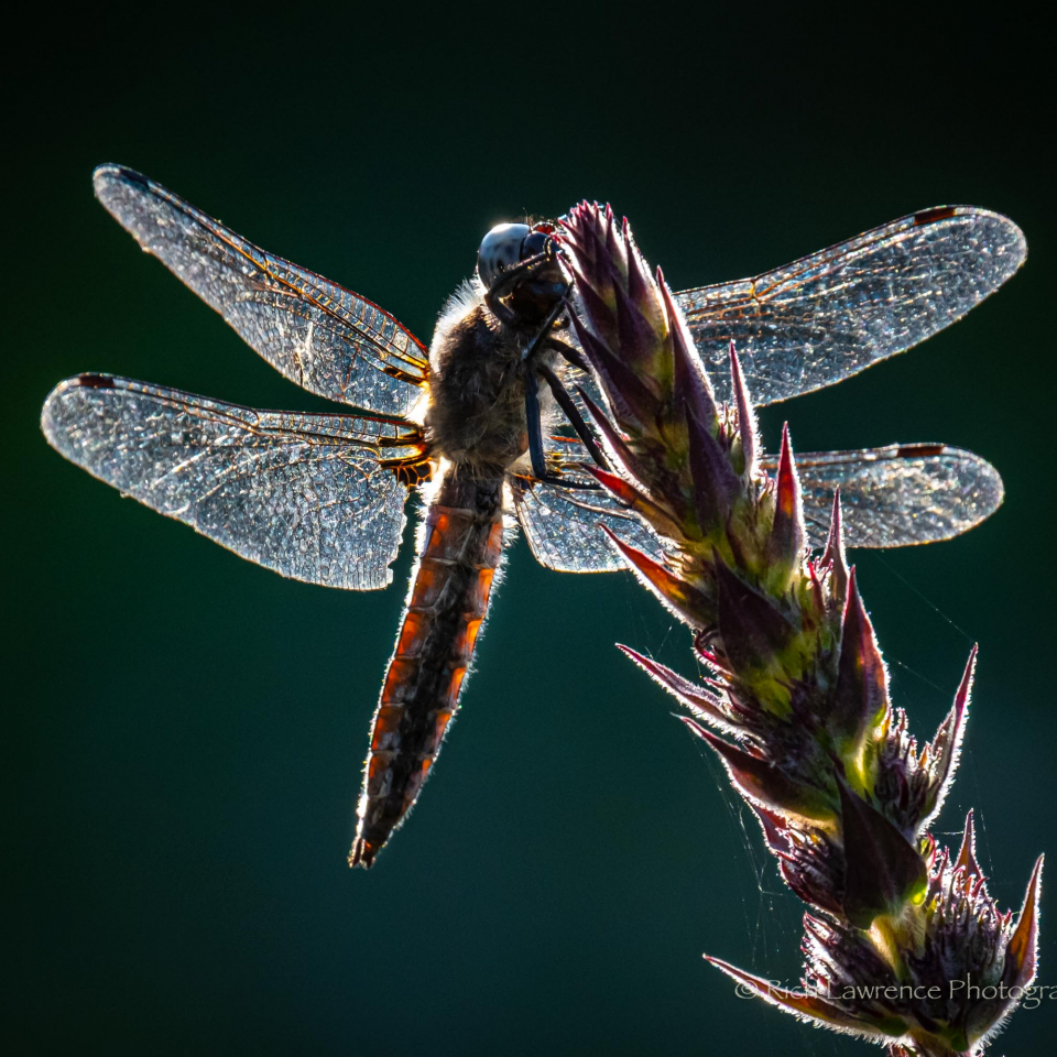 a close-up of a dragonfly on the top of a long flower. It's wings are translucent, allowing the light shine through them.