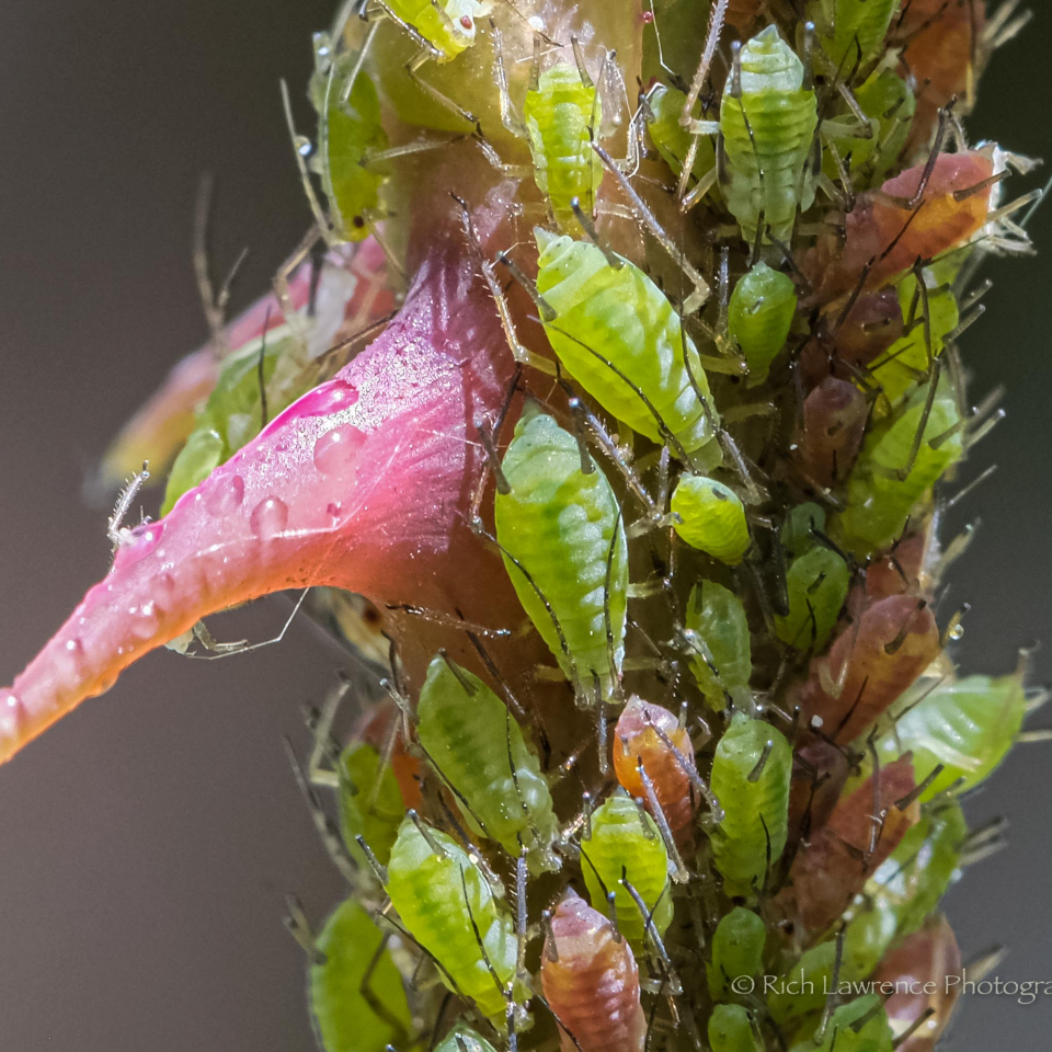 an extreme close-up on a rose stalk, with its pink thorn stick out and surrounded by little, green aphids. You can see the stripes on their bodes and all their legs.
