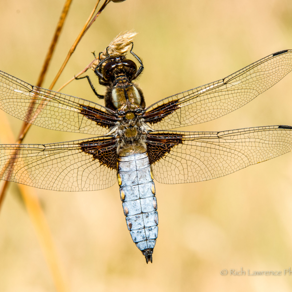 a long bodied chaser, with four transparent wings sits atop a small grass.