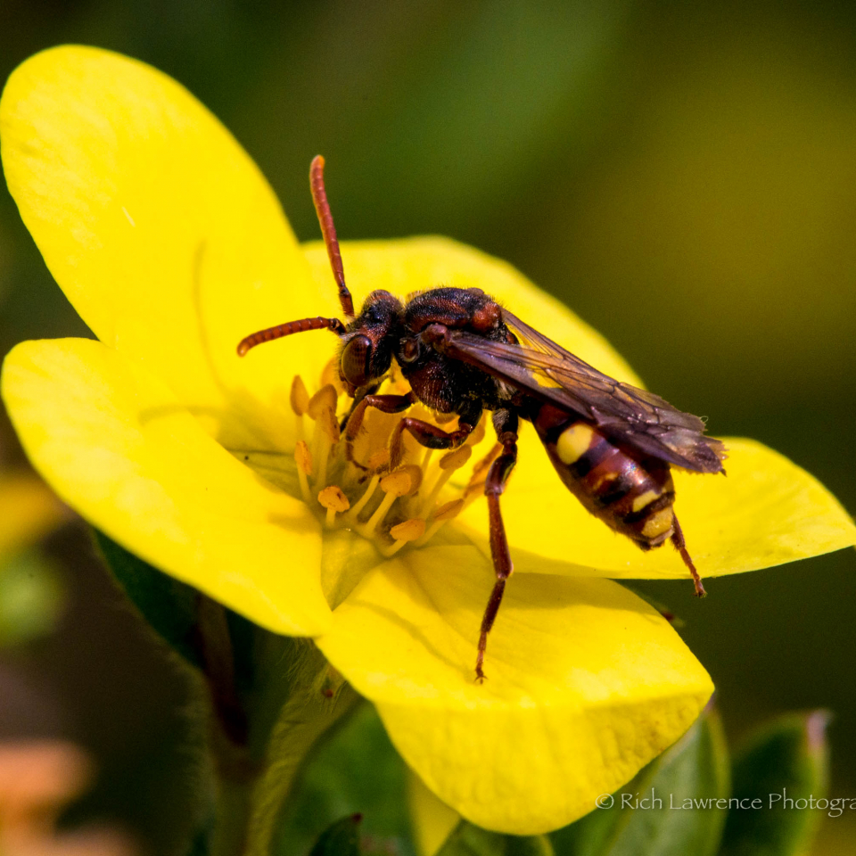 A small, solitary was of yellow and brown colours, sits atop a yellow buttercup.