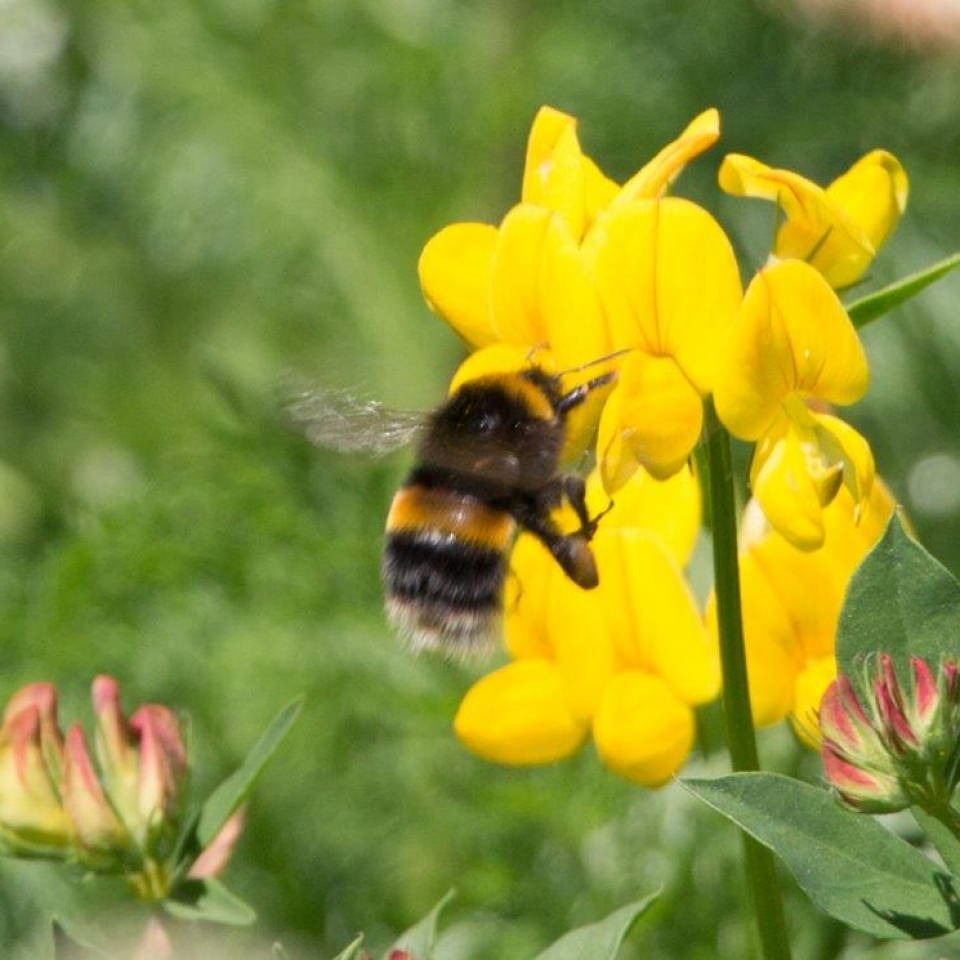 A bumble bee is on the side of yellow Trefoil