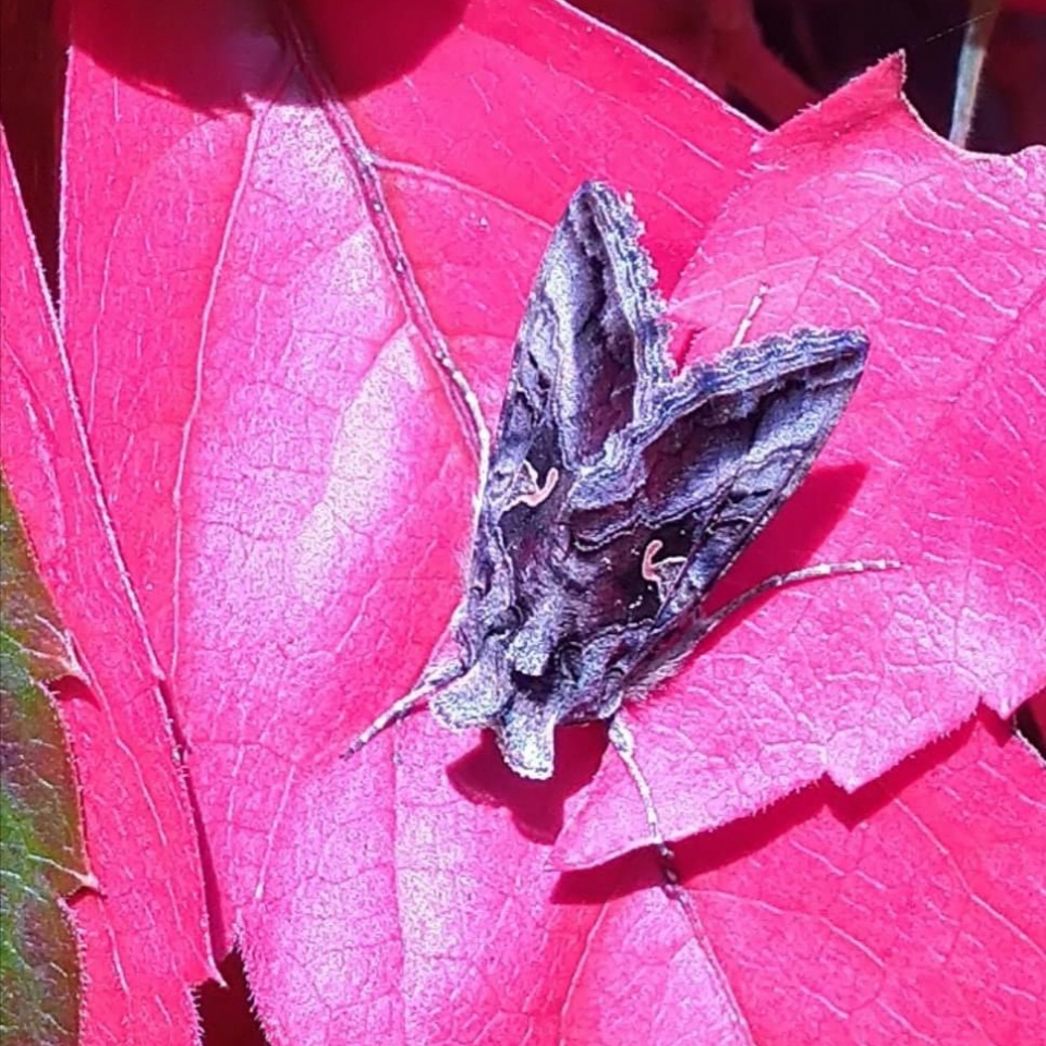 An owlett moth, which is various colours of grey with pointed wings, sits on top of red leaves.